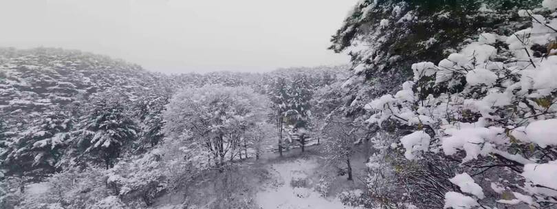 航拍冬天下雪中的森林公园