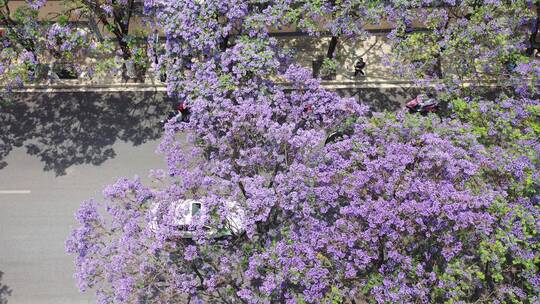 【精品】蓝花楹街景