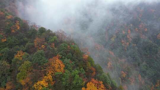 漫山红叶巴中光雾山附近