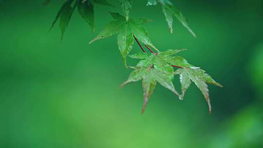 绿叶雨后雨滴水珠