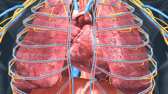 人体器官心脏心血管系统心跳肺脏肺部动画视频素材模板下载