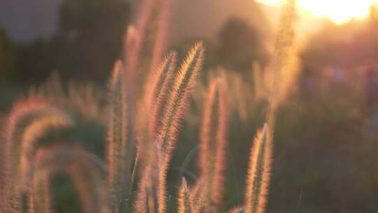 夕阳狗尾巴草运镜