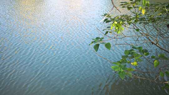 河水 河流水面