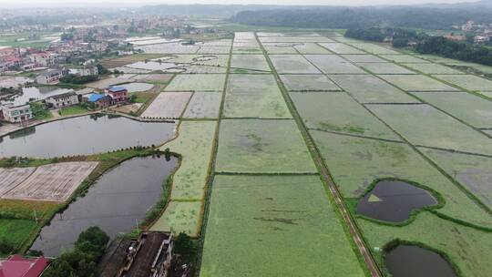 航拍农业种植农田稻田