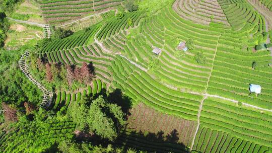 4k 航拍柳州三江布央仙人茶山茶山风景区