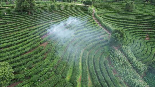 云南普洱茶山