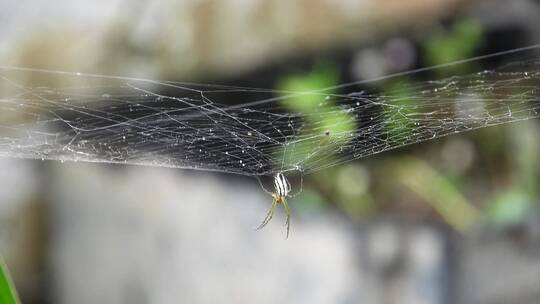 蜘蛛挂在蜘蛛网上