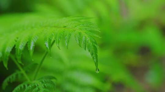 热带雨林雨后绿植