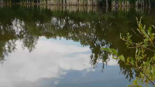 平静湖水与岸边植物倒影