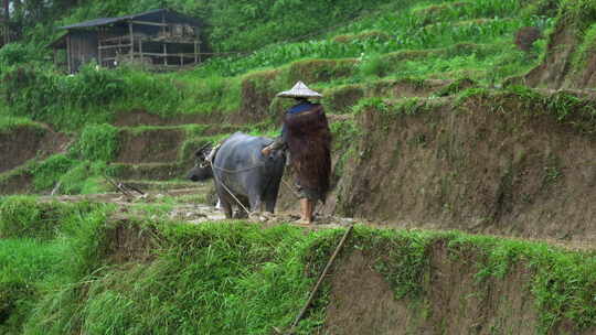 农民牵水牛在泥地中犁田的画面