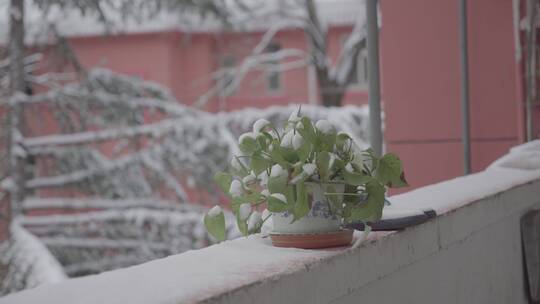 实拍雪景