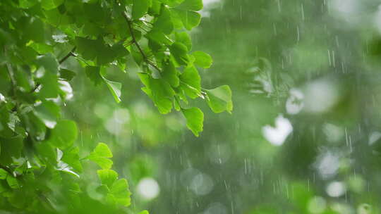 雨中绿色银杏叶和银杏果