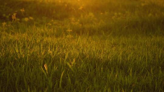 (4k实拍)夏日草丛里的虫鸣蛙叫