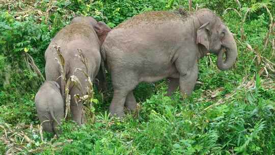 野生亚洲象实拍视频素材模板下载