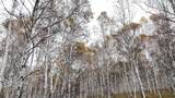 森林公园景区桦树林高清在线视频素材下载