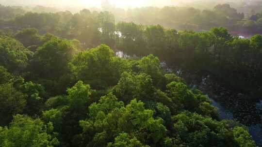 清晨光线下的生态湿地红树林水面