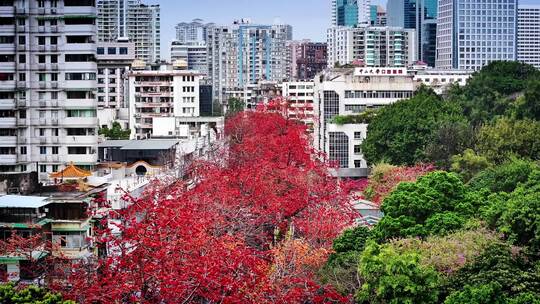 航拍广州陵园西路木棉花