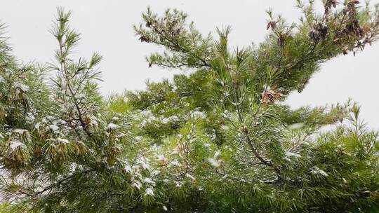 特写松柏树梢上的白头迭雪