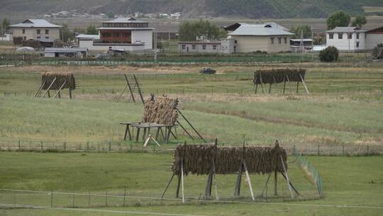 香格里拉西藏拉萨川西草原牧场农场放牧