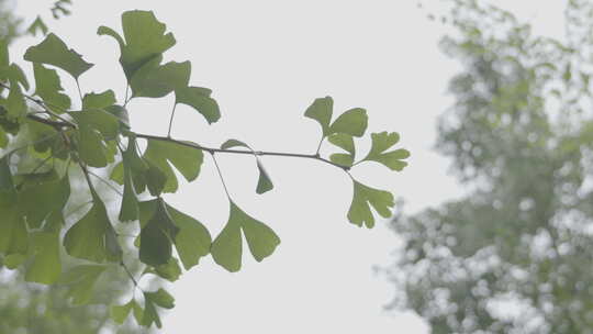 湖南省张家界奇峰山峰树林小河自然绿植pp8