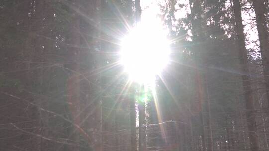 森林里的冬日阳光