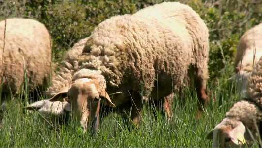 羊群 吃草 绵羊 放牧 畜牧业 养殖业 镜头