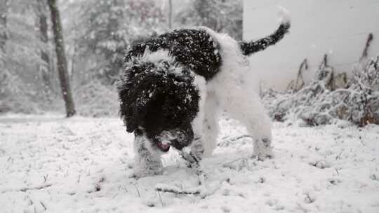 小狗，狗，下雪，分支