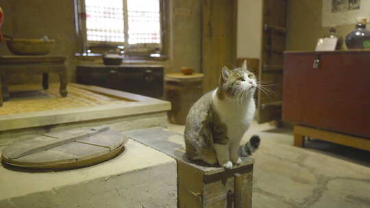 猫坐在复古老旧房屋张望好奇回忆场景年代感视频素材模板下载