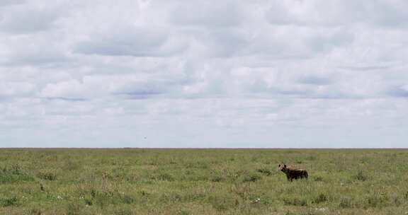 坦桑尼亚塞伦盖蒂平原萨凡纳鬣狗