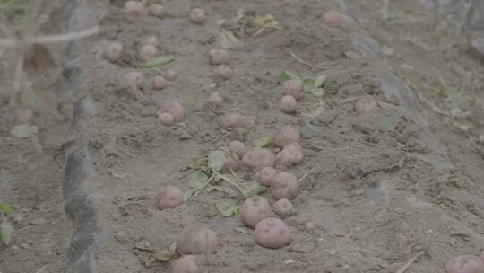 土豆种植收获土豆LOG视频素材