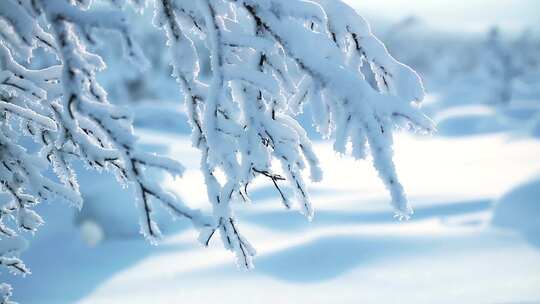 冬天阳光照射着积雪的树枝
