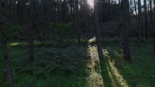 原始森林视频云南楚雄山区云南松树林近景