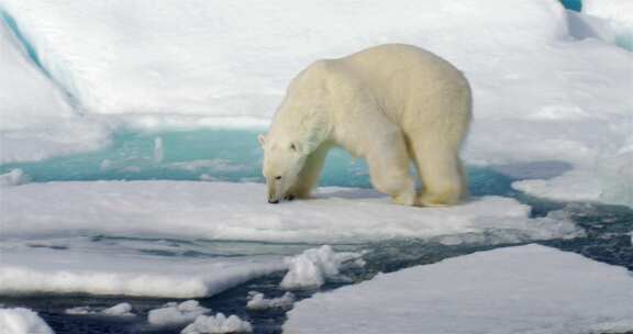 全球变暖北极熊在融化冰块上