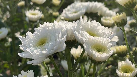 白色小雏菊花朵