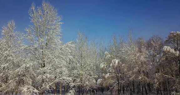 佳木斯雪后风光