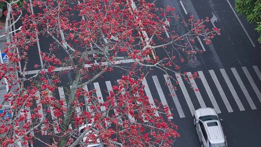 中国广东省广州市从化区街口木棉花