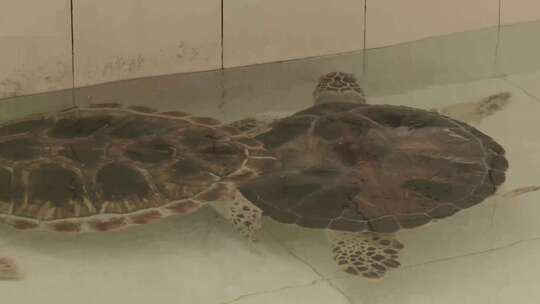 广东惠州惠东海龟馆绿海龟4K实拍视频