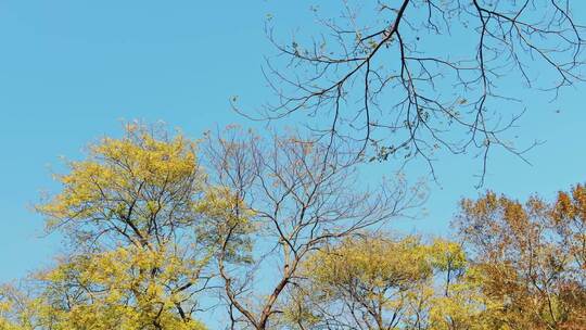 秋天风景秋色森林树木黄叶