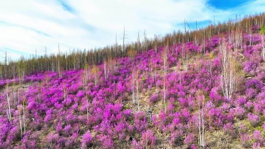 航拍大兴安岭春季山林杜鹃花海