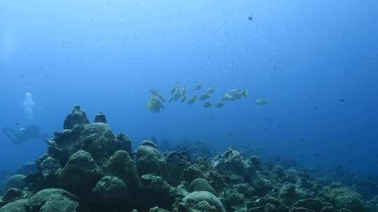 水下，鱼，浅滩，海