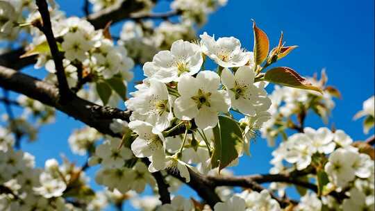立春春分梨花盛开唯美春天风光视频