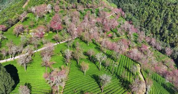 航拍云南无量山樱花谷冬樱茶园风光