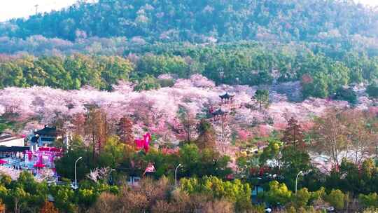 春季武汉樱花园盛花期航拍