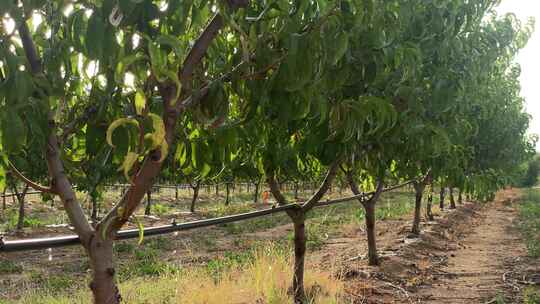 清晨阳光下桃树的滴灌系统在工作