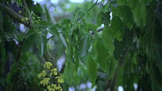 4K-雨水滴落在植物的叶子上