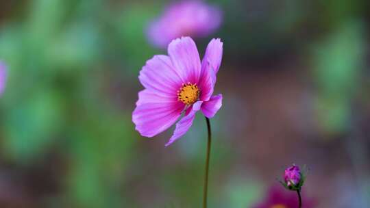 格桑花合集 格桑花海 野花盛开 格桑花升格