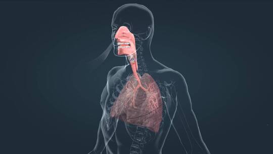 人体呼吸系统肺功能肺呼吸肺活量三维动画