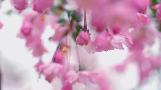 唯美粉色垂丝海棠樱花满树鲜花美丽视频素材模板下载