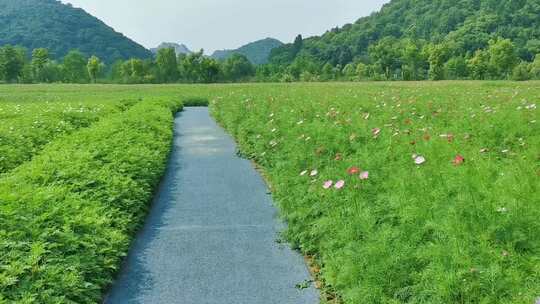 花海3，秋英，大波斯菊