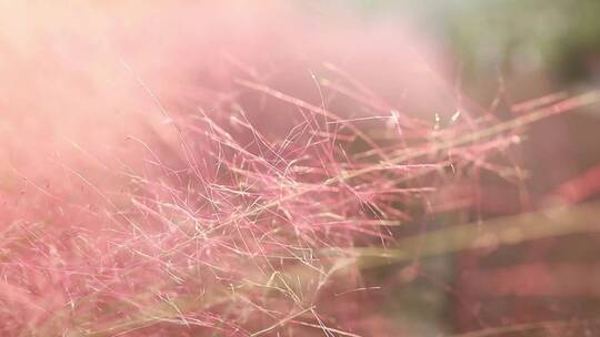 特写阳光下粉色的野草